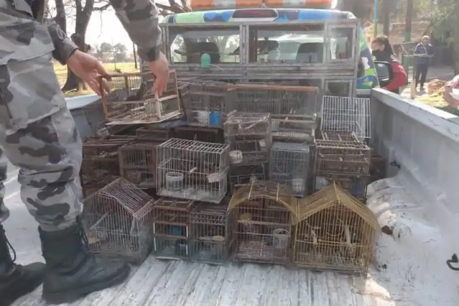 RESCATES MASIVOS. Llegaron a hallar 250 aves en una misma casa.