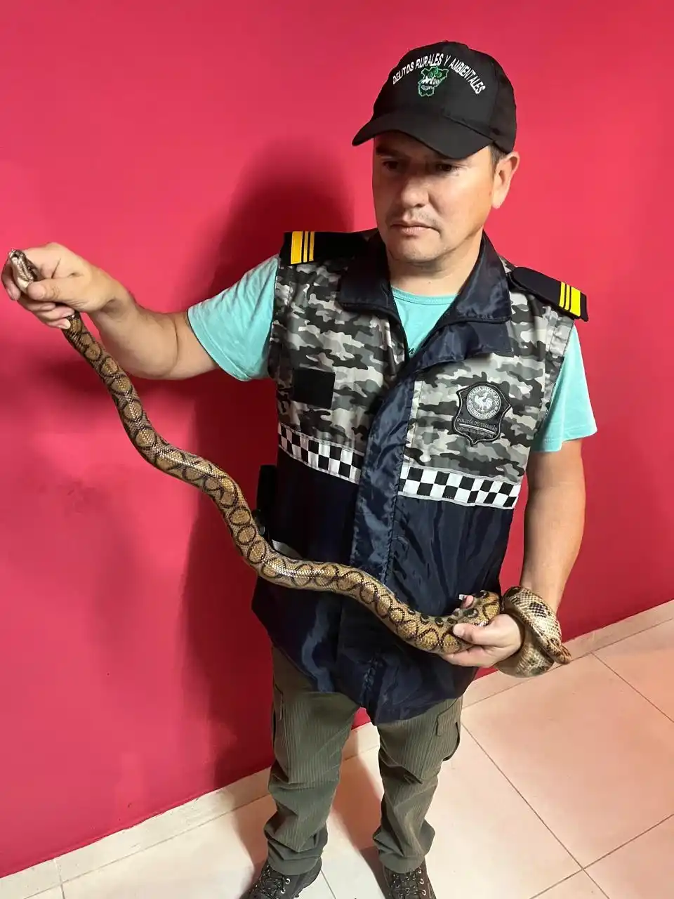 VIAJABA EN UNA ENCOMIENDA. Los policías encontraron una boa constrictor dentro de una caja de cartón.