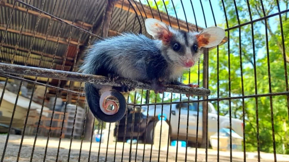 UNA CRÍA DE COMADREJA. El animal se recupera en la sede de Recursos Naturales que está en El Cadillal.