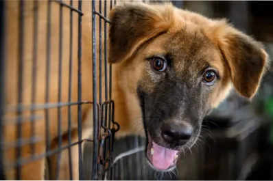 En este país están tomando la difícil decisión de devolver a sus mascotas, ¿qué está pasando?