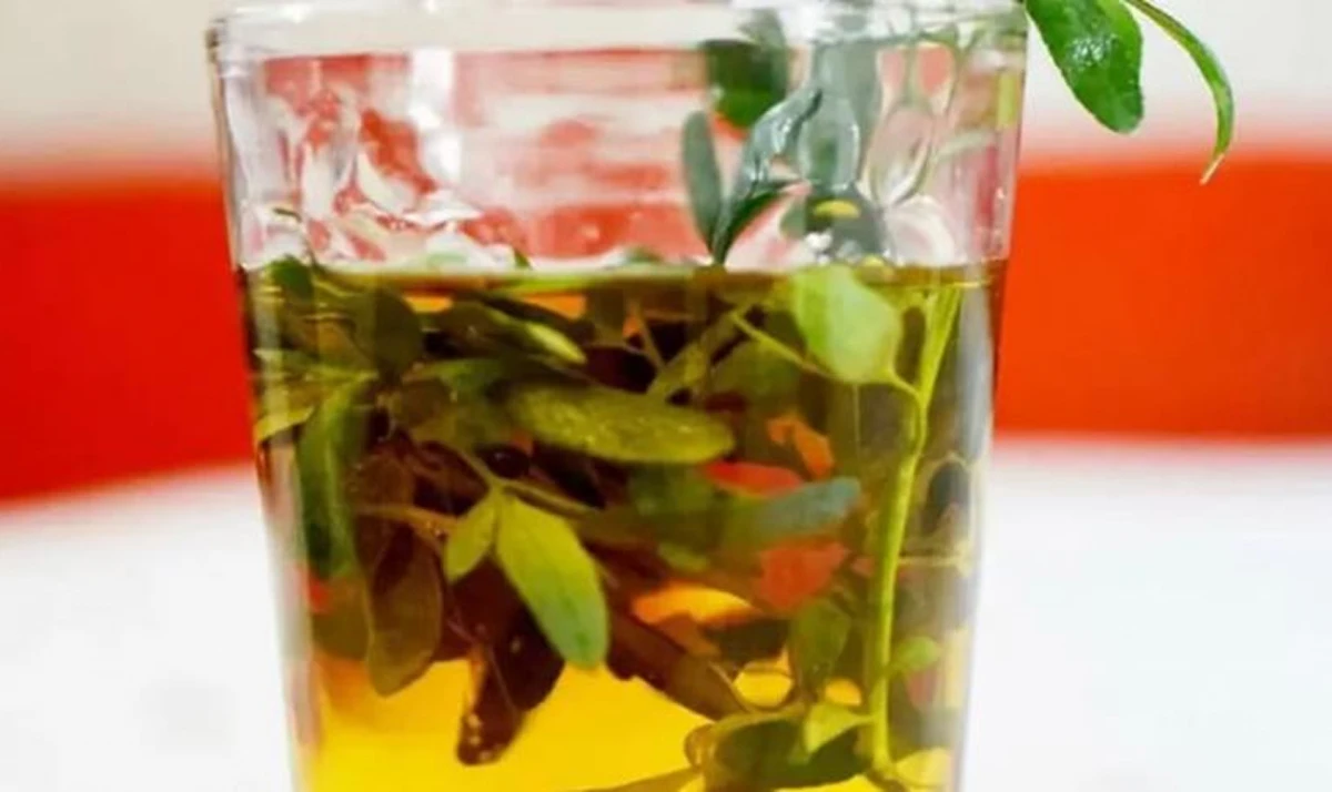 Té de ruda: cómo se prepara y otros rituales del Día de la Pachamama