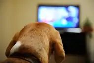Cómo reaccionan los perros a la televisión, según los científicos