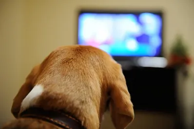 Cómo reaccionan los perros a la televisión, según los científicos