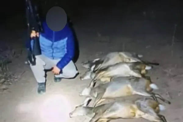 Repudio en Tucumán: cazó siete corzuelas embarazadas en Tafí Viejo y lo mostró en las redes