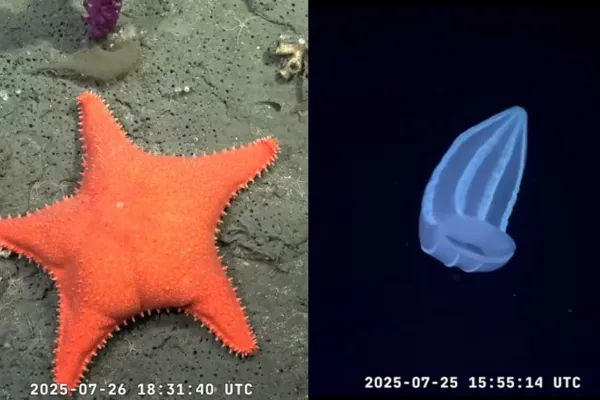 “Encontraron un Patricio Estrella”: la transmisión desde las profundidades del océano argentino que reúne miles de personas