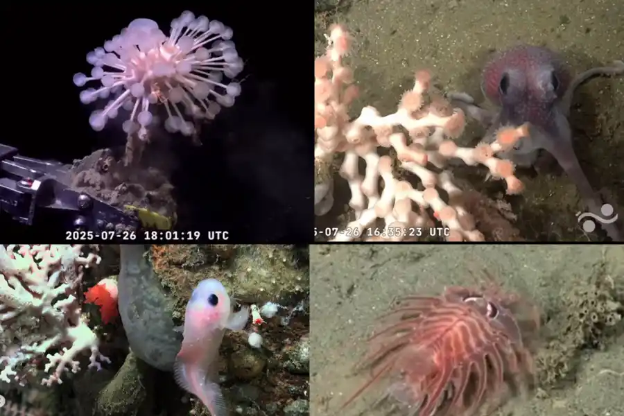 “Encontraron un Patricio Estrella”: la transmisión desde las profundidades del océano argentino que reúne miles de personas