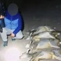 Repudio en Tucumán: cazó siete corzuelas embarazadas en Tafí Viejo y lo mostró en las redes