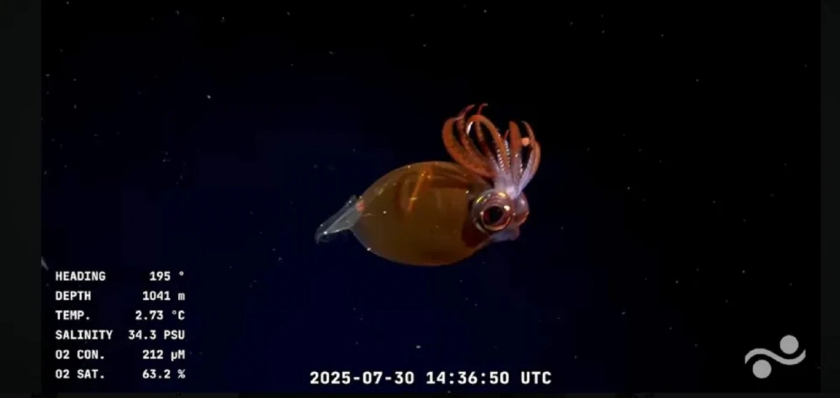 “Parece otro planeta”: así es la expedición submarina que enamora a todo el mundo desde las costas argentinas