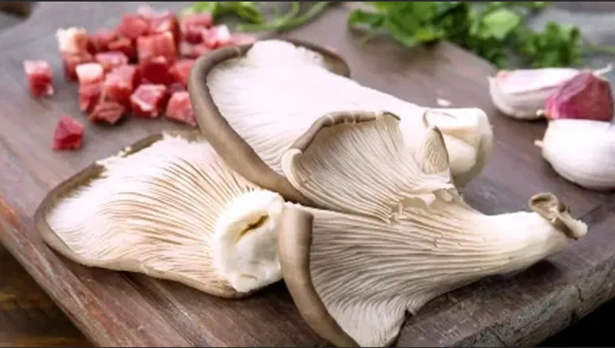 Universo Fungi: tres usos cotidianos que se le pueden dar a los hongos