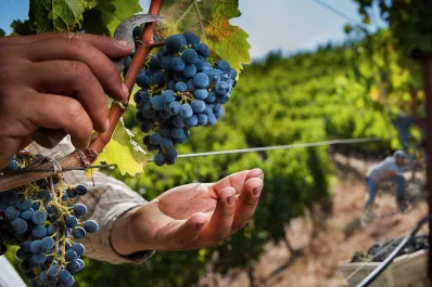 ¿Buscas empleo en España? Randstad lanza más de 2.000 vacantes para trabajar en la vendimia 2025