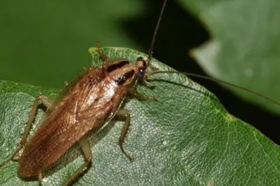 ¿Cuál es el electrodoméstico que debes limpiar urgentemente para evitar cucarachas?