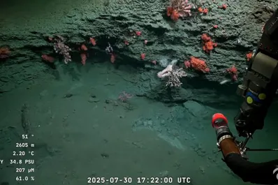 Video e imágenes: Inéditos hallazgos en la expedición del Conicet a un cañón submarino de Mar del Plata