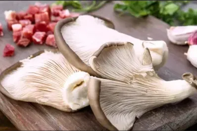 Universo Fungi: tres usos cotidianos que se le pueden dar a los hongos