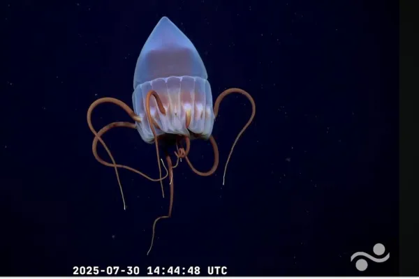 Dónde ver las transmisiones de la expedición del Conicet al fondo del mar