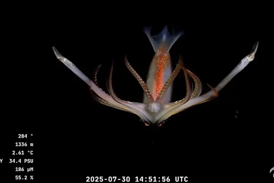 Imagen submarina captada por el vehículo operado remotamente (ROV) SuBastian.