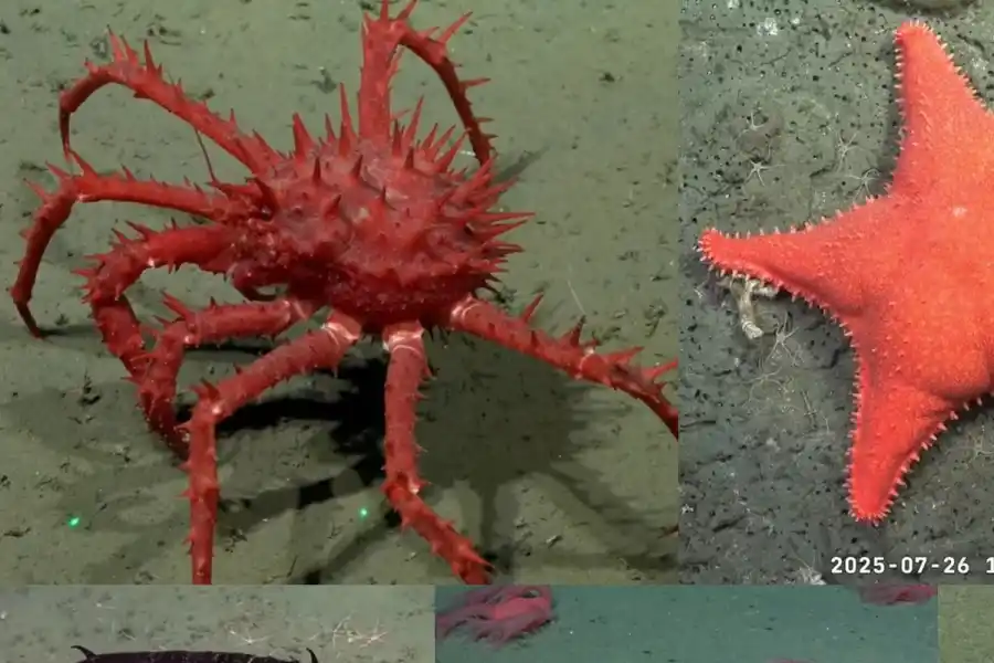 Video e imágenes: Inéditos hallazgos en la expedición del Conicet a un cañón submarino de Mar del Plata