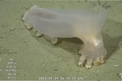 La transmisión del Conicet desde el mar superó a los gigantes del streaming: ¿cuánto midió cada uno?