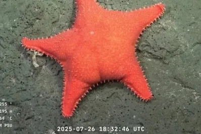 Terminó el streaming del Conicet: el conmovedor mensaje al cierre de la transmisión