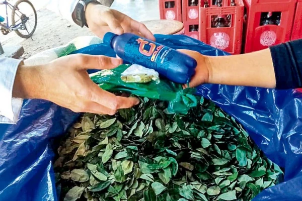 Se espera un ajuste del precio de la hoja de coca en el NOA