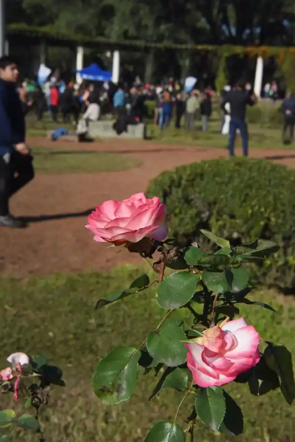 Del parque 9 de Julio a casa: regalaron gajos de rosas en El Rosedal