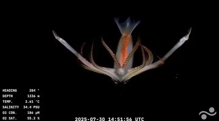 EXTRAÑAS CRIATURAS. Las imágenes tiene una alta nitidez, al punto de captar detalles sorprendentes.