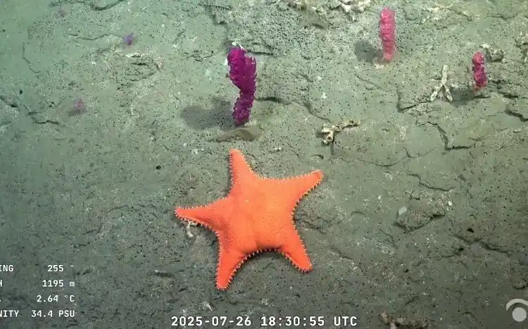 CON “COLITA”. A la estrella de mar la bautizaron, con humor, “Patricio”.