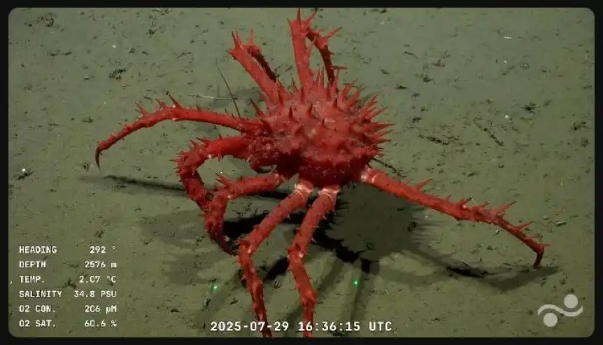 HALLAZGO. Se registraron al menos 20 especies nuevas para la ciencia.