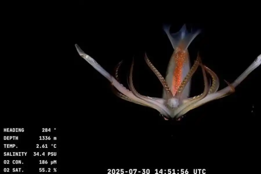 EXTRAÑAS CRIATURAS. Las imágenes tiene una alta nitidez, al punto de captar detalles sorprendentes.