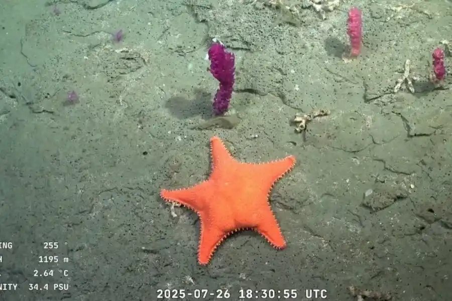 CON “COLITA”. A la estrella de mar la bautizaron, con humor, “Patricio”.