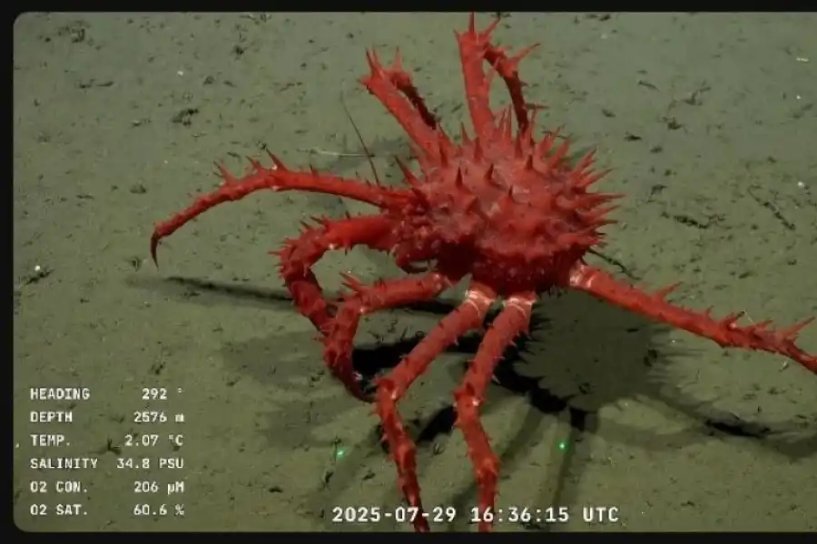 HALLAZGO. Se registraron al menos 20 especies nuevas para la ciencia.