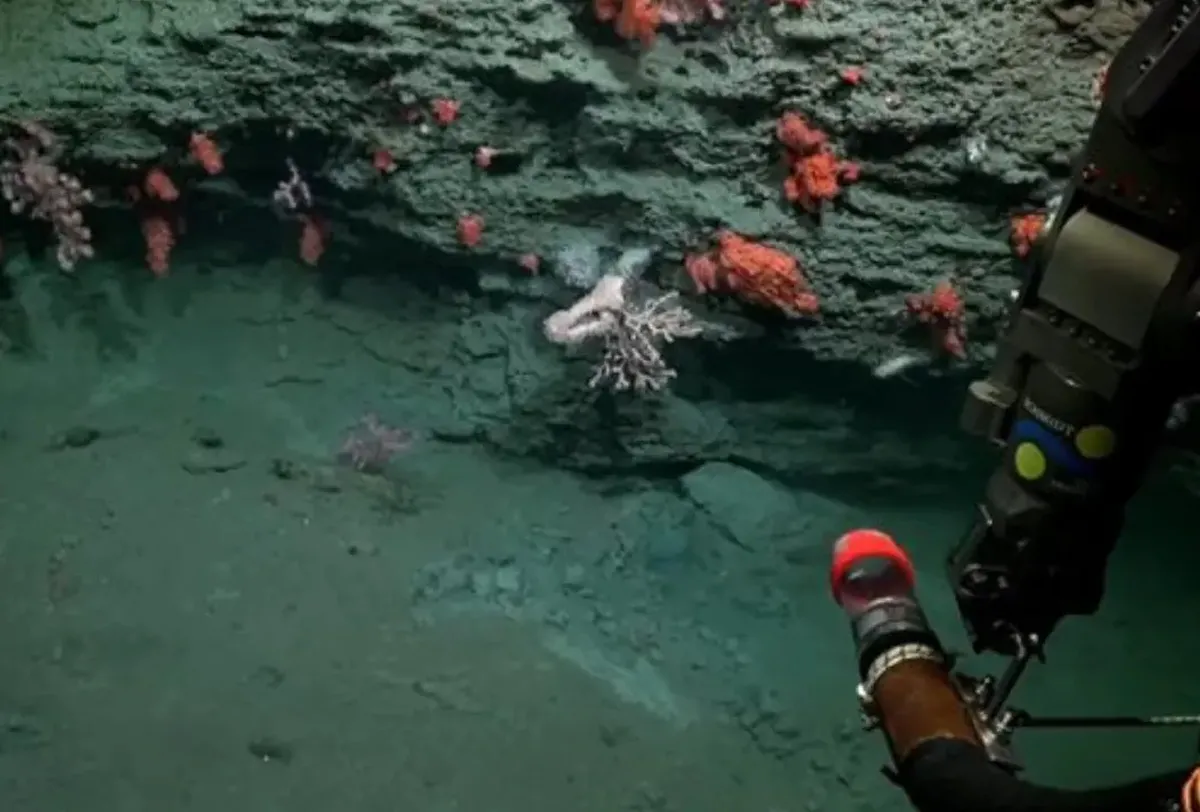 Cuidado: intentan estafar pidiendo dinero para la expedición del Conicet bajo el mar