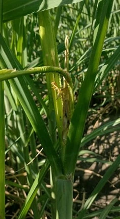 FECHA. Los niveles más altos de severidad se dieron entre febrero y marzo.