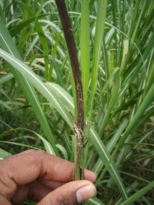 El clima ayudó a la caída del carbón de la caña de azúcar