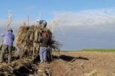 Más del 85% de las muestras resultó apta para “caña semilla”