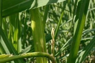 Otra vez, Pokkah boeng y mancha en ojo afectaron la caña