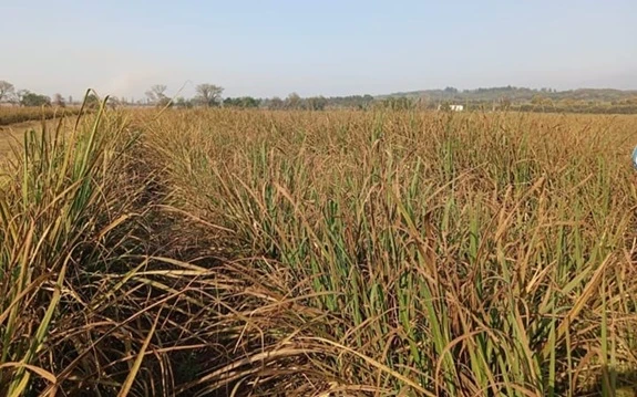 Roya marrón: LCP 85-384 registró la mayor severidad