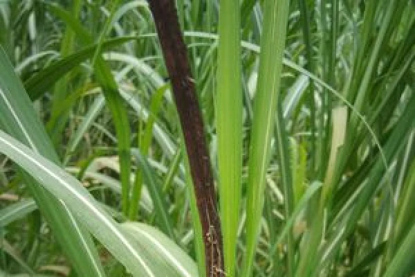 El clima ayudó a la caída del carbón de la caña de azúcar