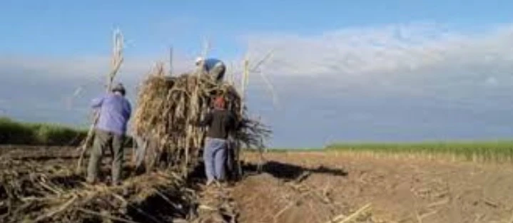 DATO. En las dos últimas campañas la roya marrón se dio anticipadamente.