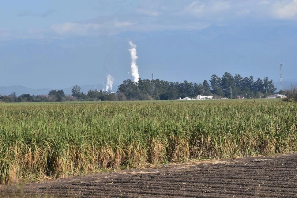 OBJETO. En su relevamiento fitosanitario, técnicas de la Eeaoc evaluaron las variedades LCP 85-384, TUC 97-8, TUCCP 77-42, TUC 00-19, TUC 03-12, TUC 06-7, TUC 02-22 y TUC 00-65.