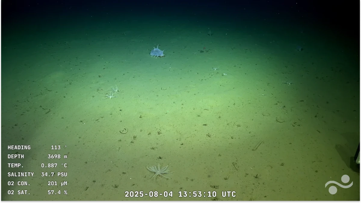 ¿Hasta cuándo se podrá ver la transmisión del fondo del mar en el Conicet?