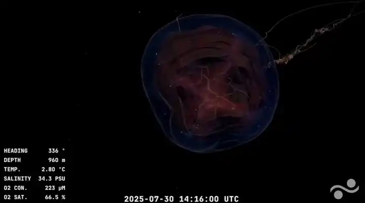 HALLAZGOS. La expedición ya encontró más de 100 criaturas inéditas.