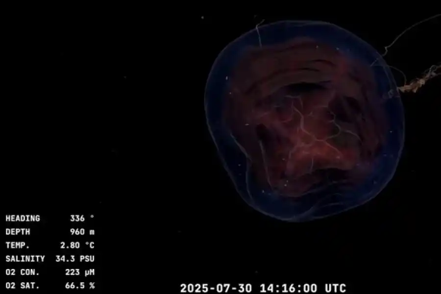 HALLAZGOS. La expedición ya encontró más de 100 criaturas inéditas.