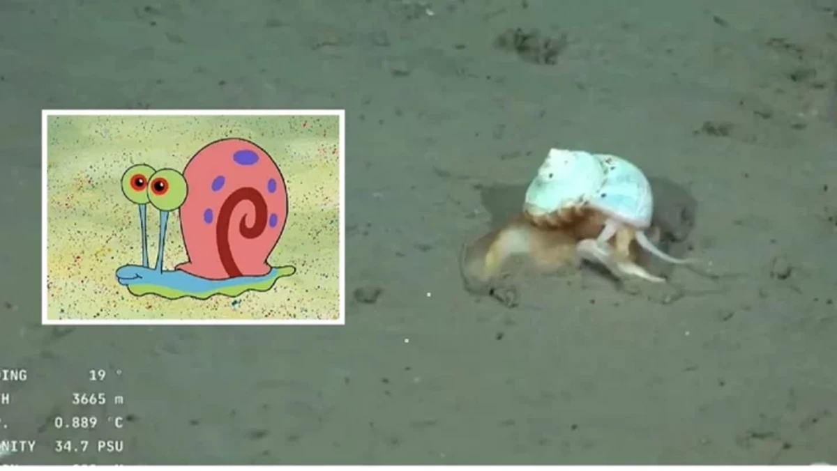 Encontraron a Gary, la mascota de Bob Esponja, en el stream del Conicet