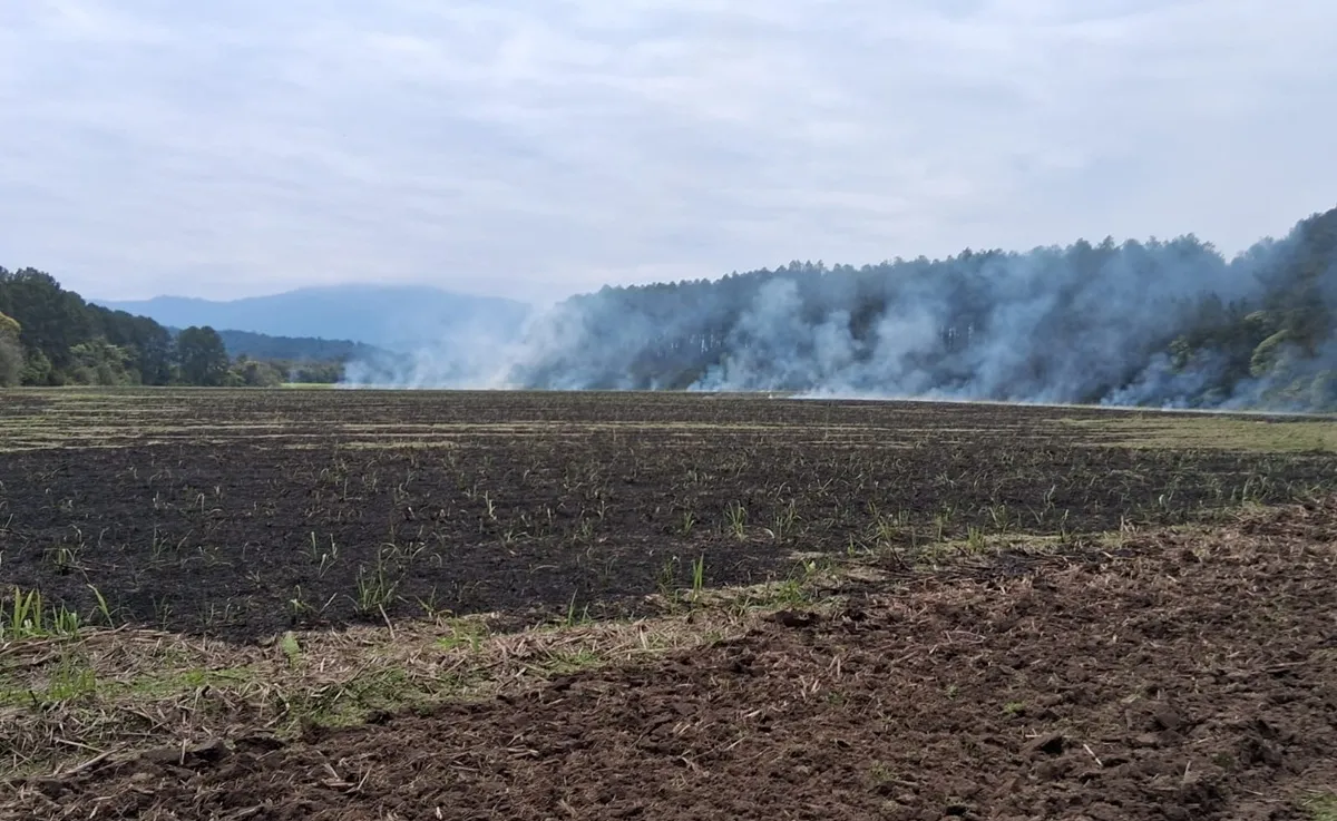 In fraganti: detienen a un hombre por quema de cañaverales en Sargento Moya