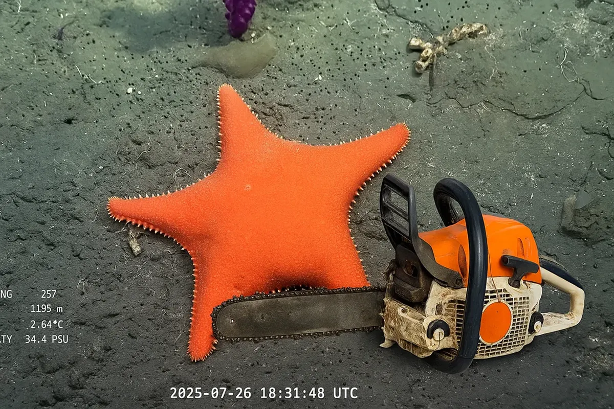 CIENCIA ARGENTINA. El Conicet perdió más de 1.000 puestos en un recorte que afecta a todo el sistema científico nacional.