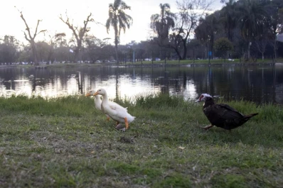 “El lago no es solo un charco de agua, sino un ecosistema clave”