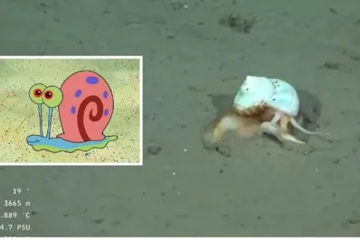 Encontraron a Gary, la mascota de Bob Esponja, en el stream del Conicet
