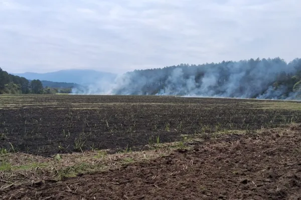 In fraganti: detienen a un hombre por quema de cañaverales en Sargento Moya