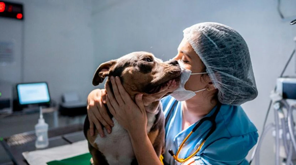 Día del Veterinario: ¿por qué se celebra cada 6 de agosto en Argentina?