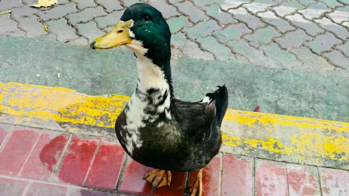 Insólito caso en Mendoza: denuncian a un pato por agresivo y ahora tiene abogado defensor